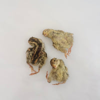 (NEW) Freeze Dried Quail Hatchlings