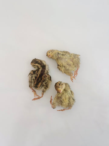 (NEW) Freeze Dried Quail Hatchlings