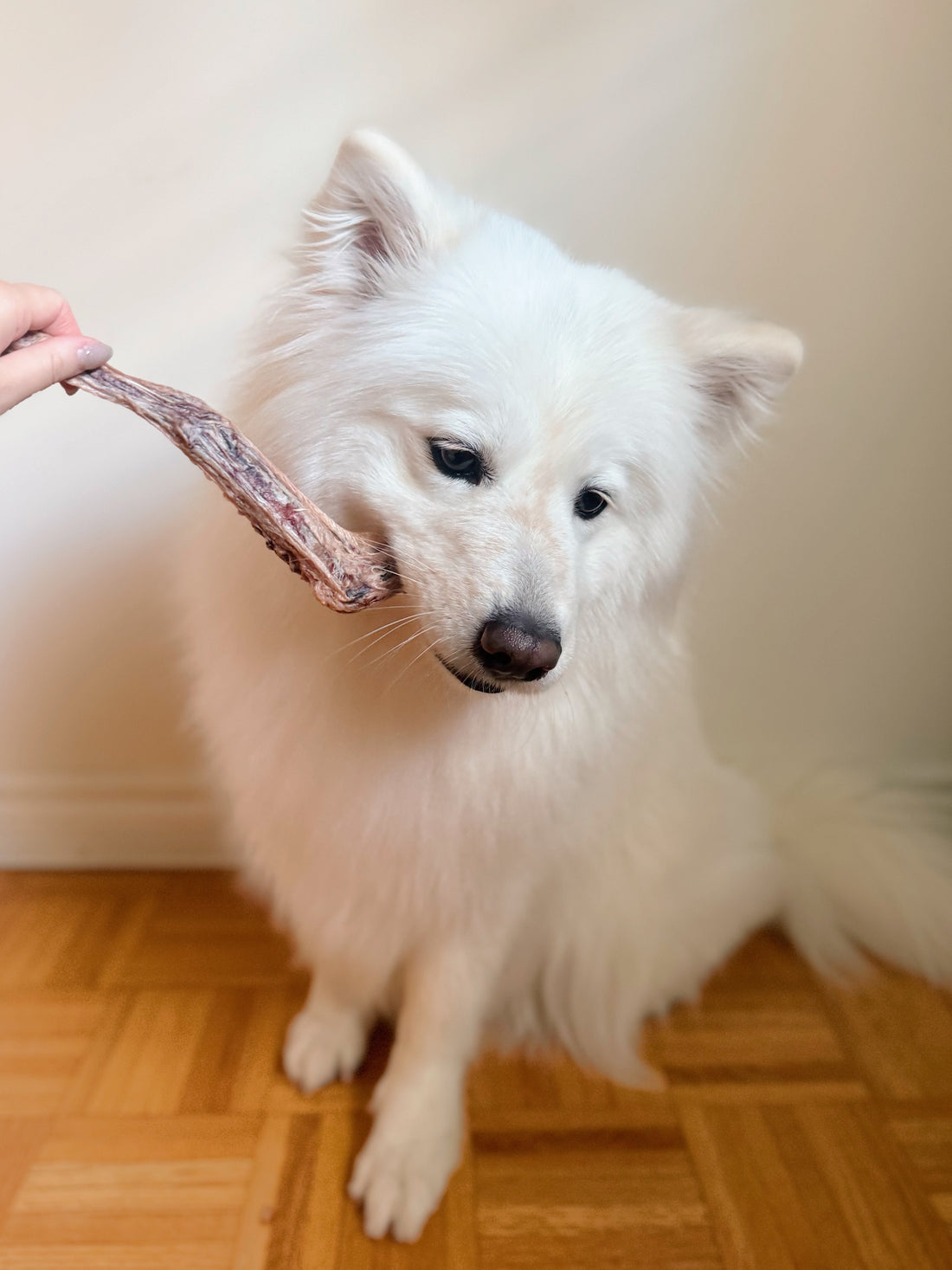 (NEW) Freeze Dried Duck Wings