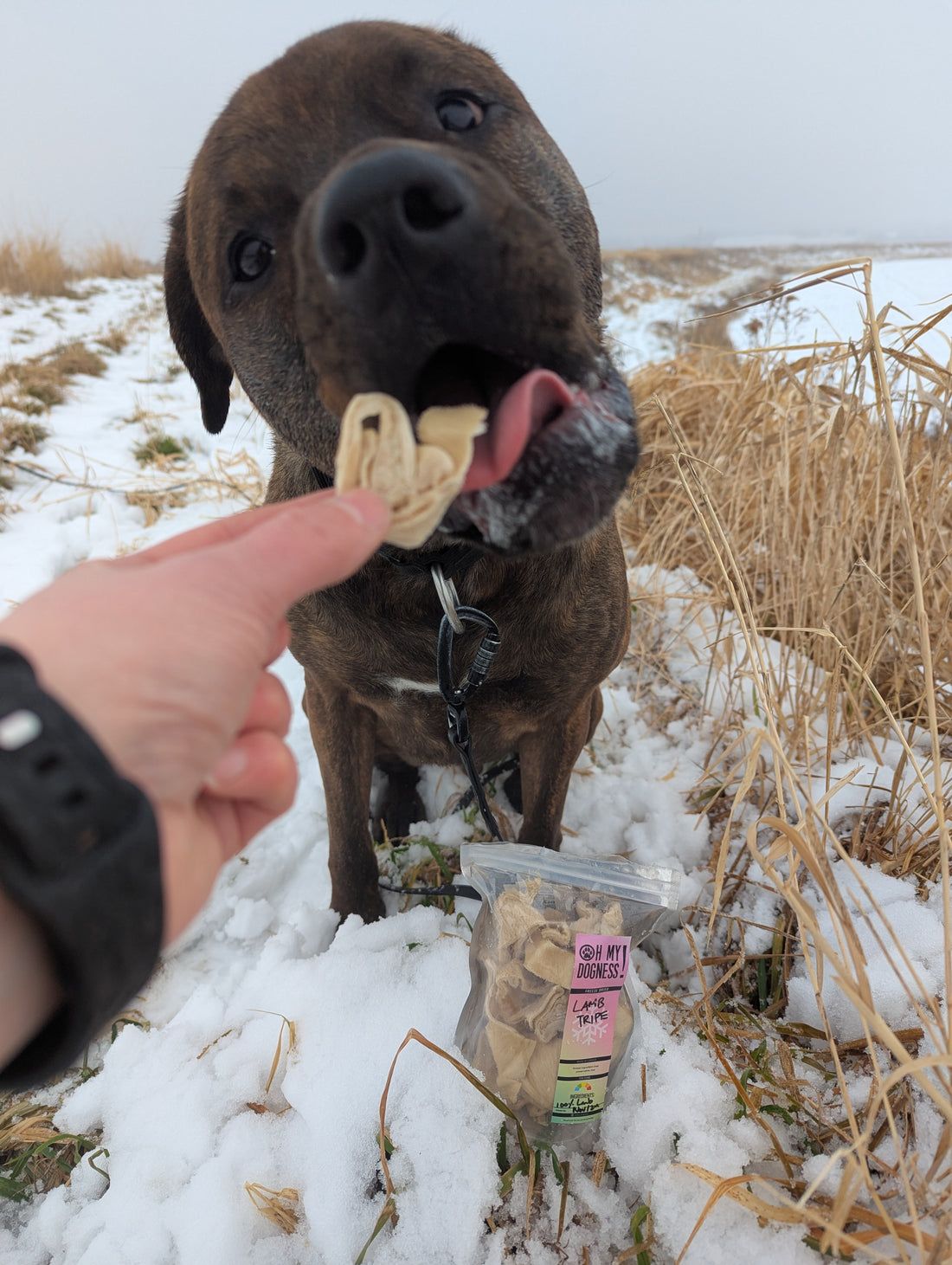 Freeze Dried Lamb Tripe