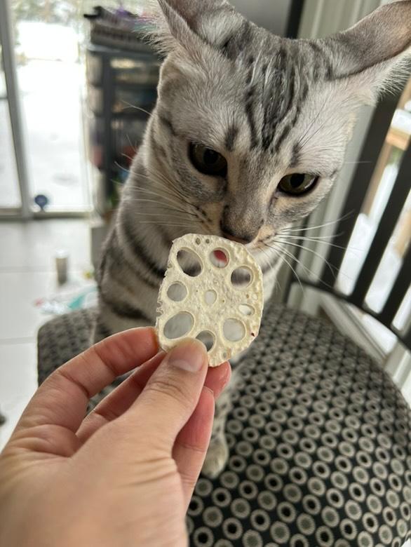 Freeze Dried Lotus Root