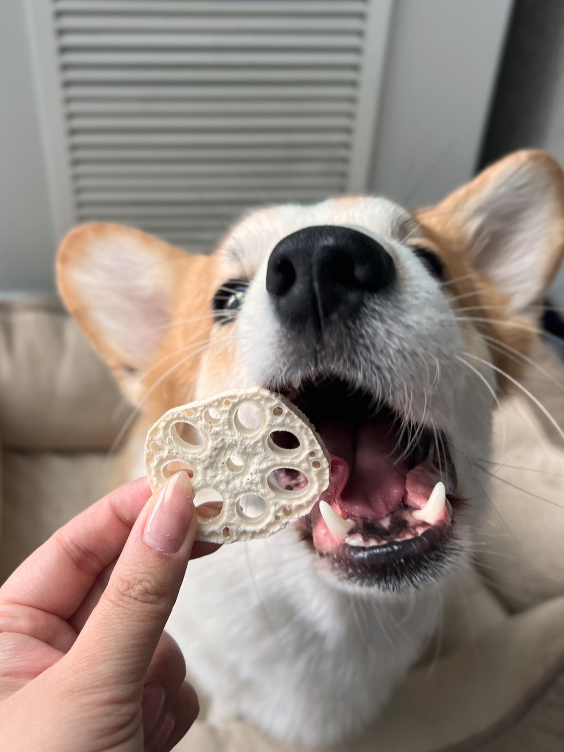 Freeze Dried Lotus Root