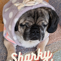 SHARKY'S BUNDLE