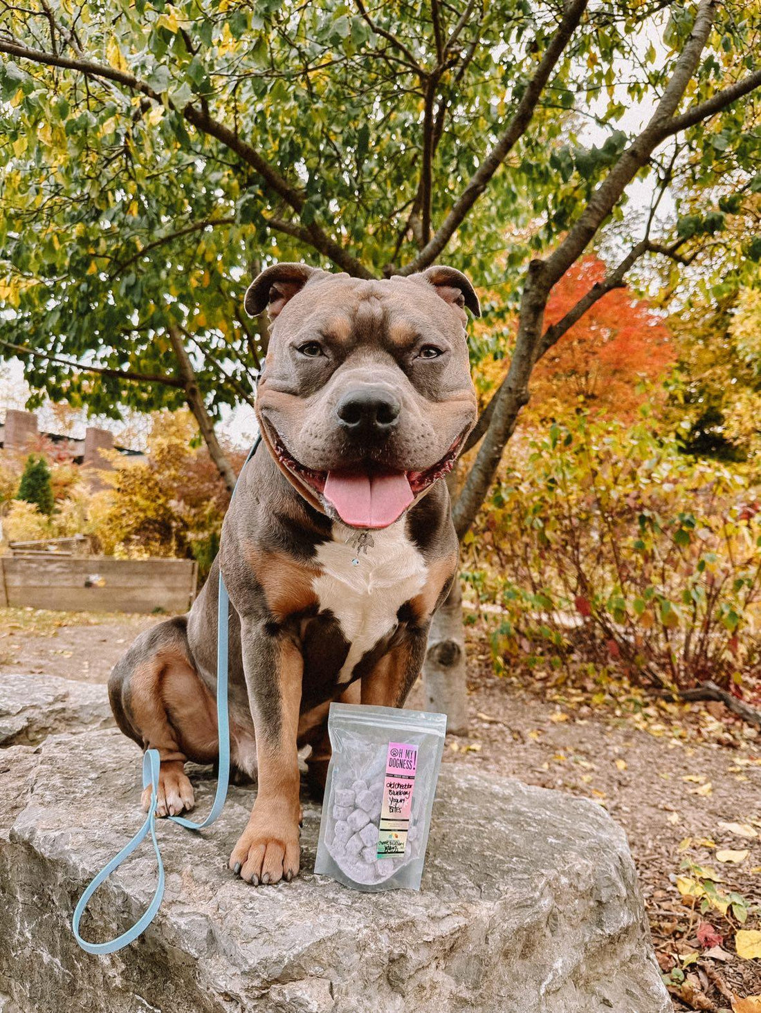 Freeze Dried Blueberry Dairy Bites