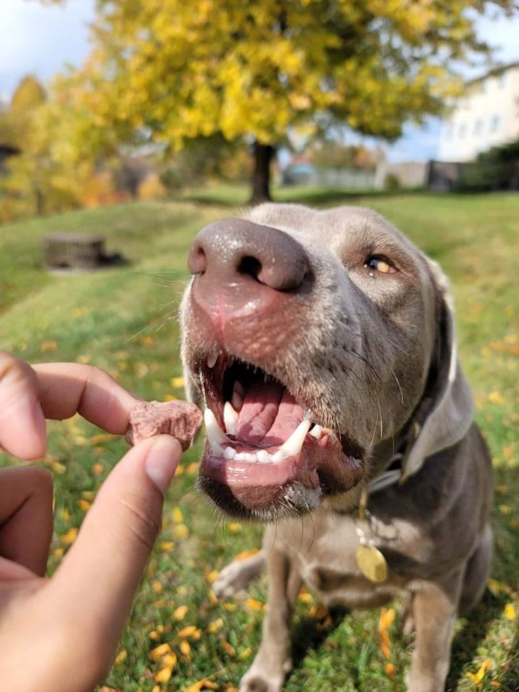 Freeze dried Beef Jerky Bites